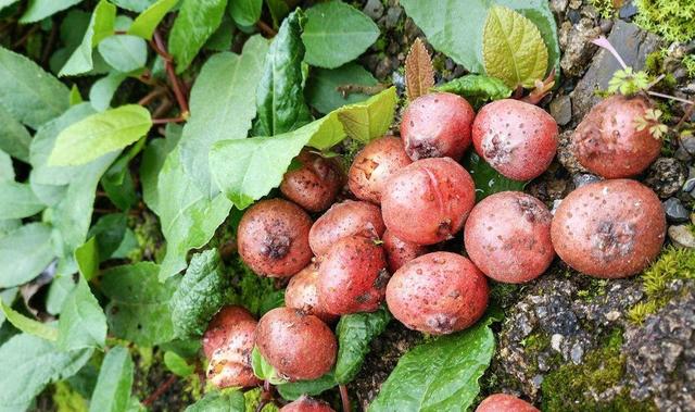 人称“地石榴”，儿时常挖来吃，如今20元一斤，又是炒作吗？