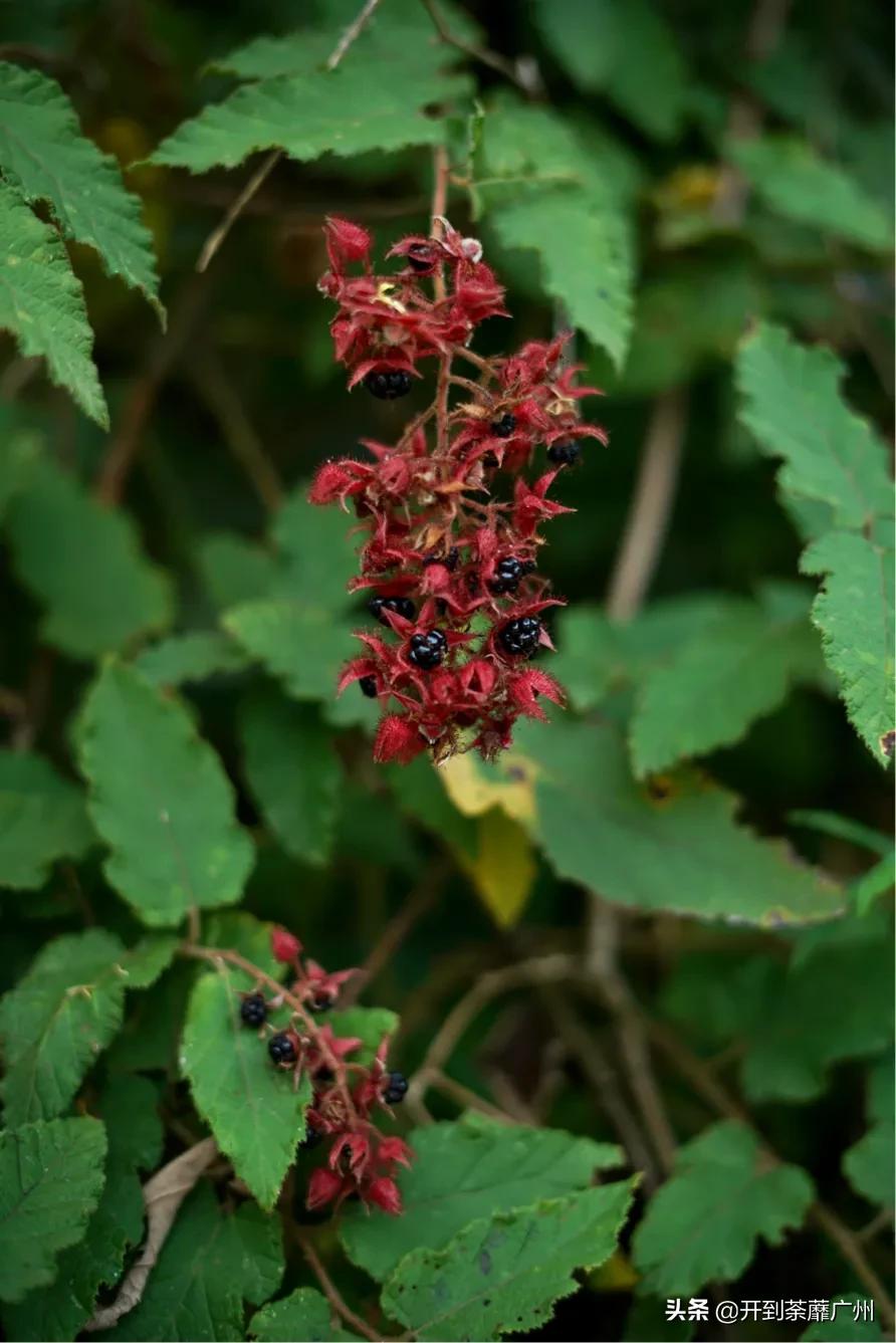 浜戝崡涓嵂閲庢灉澶у叏,浜戝崡閲庢灉鑽潗