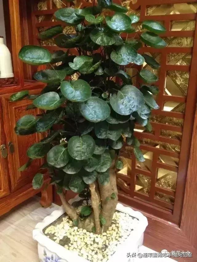 100种常见花卉植物图谱,100种花卉素描图谱