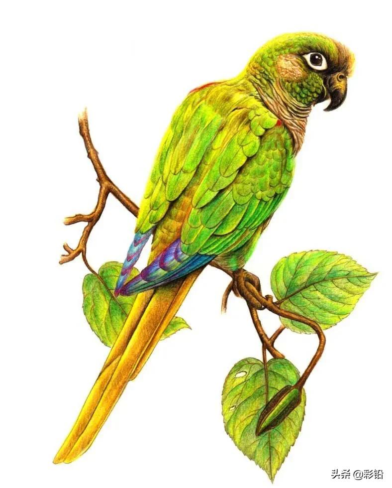 鹦鹉用马克笔怎么画高难度,玄凤鹦鹉简笔画怎么画
