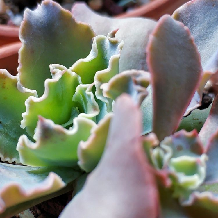 记录多肉长大的全过程,记录所有多肉成长过程