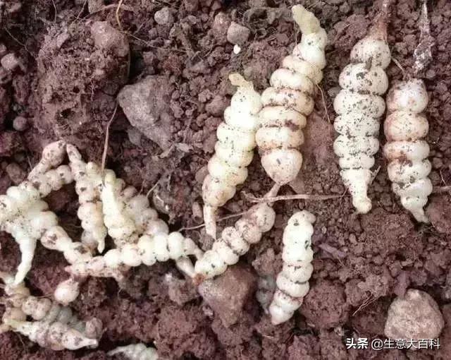 宁夏适合穷人的小本创业小吃项目,适合穷人的90个小本创业项目见效