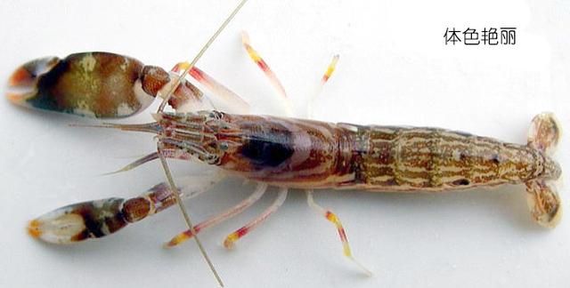 虾说，这是一篇让你不仅会吃，还会认……一文解决“虾”认识