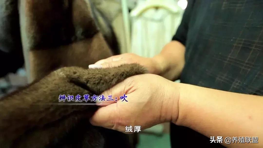 几千和几百的皮衣,一千块可以买什么档次的皮草