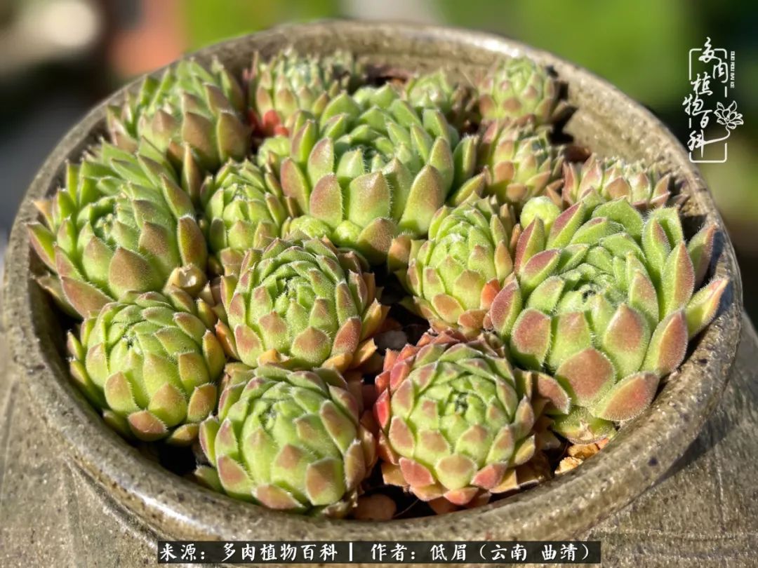 多肉植物百科如何投稿,感谢多肉植物百科的陪伴