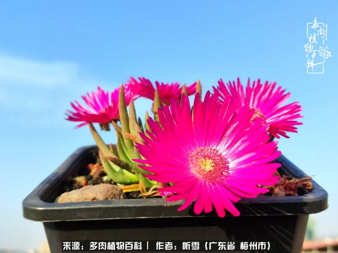 爱上多肉精致生活,爱上多肉我们的减压法宝