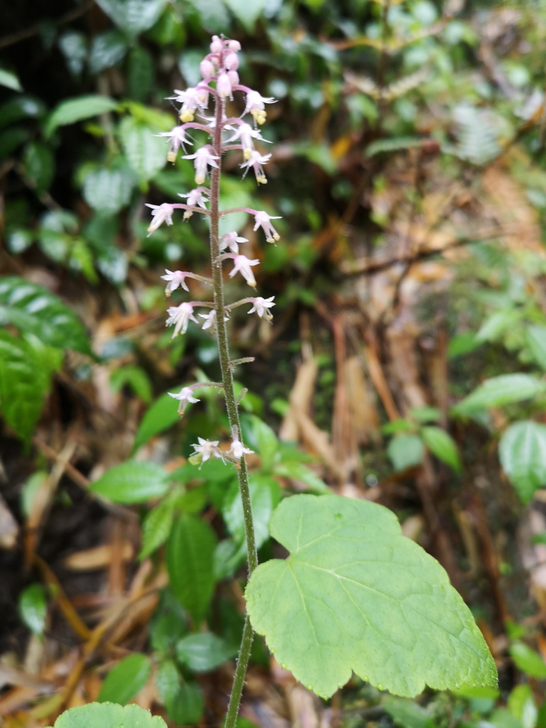 竹林深处探宝——只为了那一棵黄精