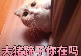 今年一定要懂的网络流行词,形容很厉害的网络流行词