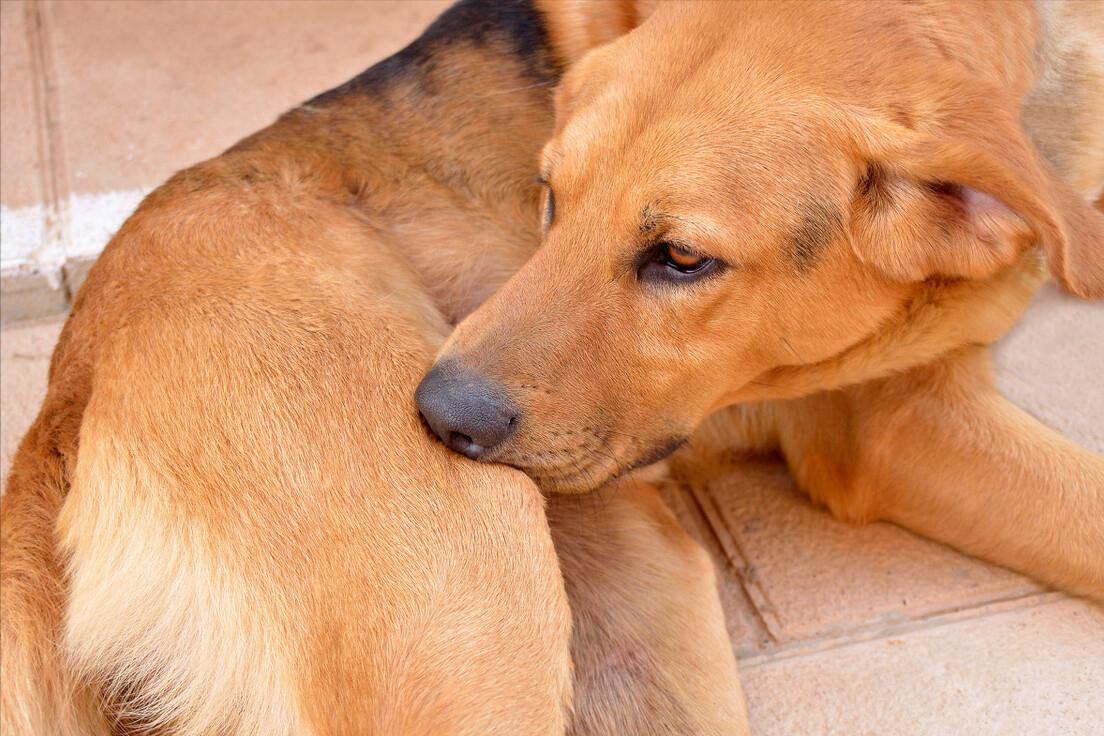 狗狗有跳蚤怎么办？这5个“妙招”，可以帮你搞定