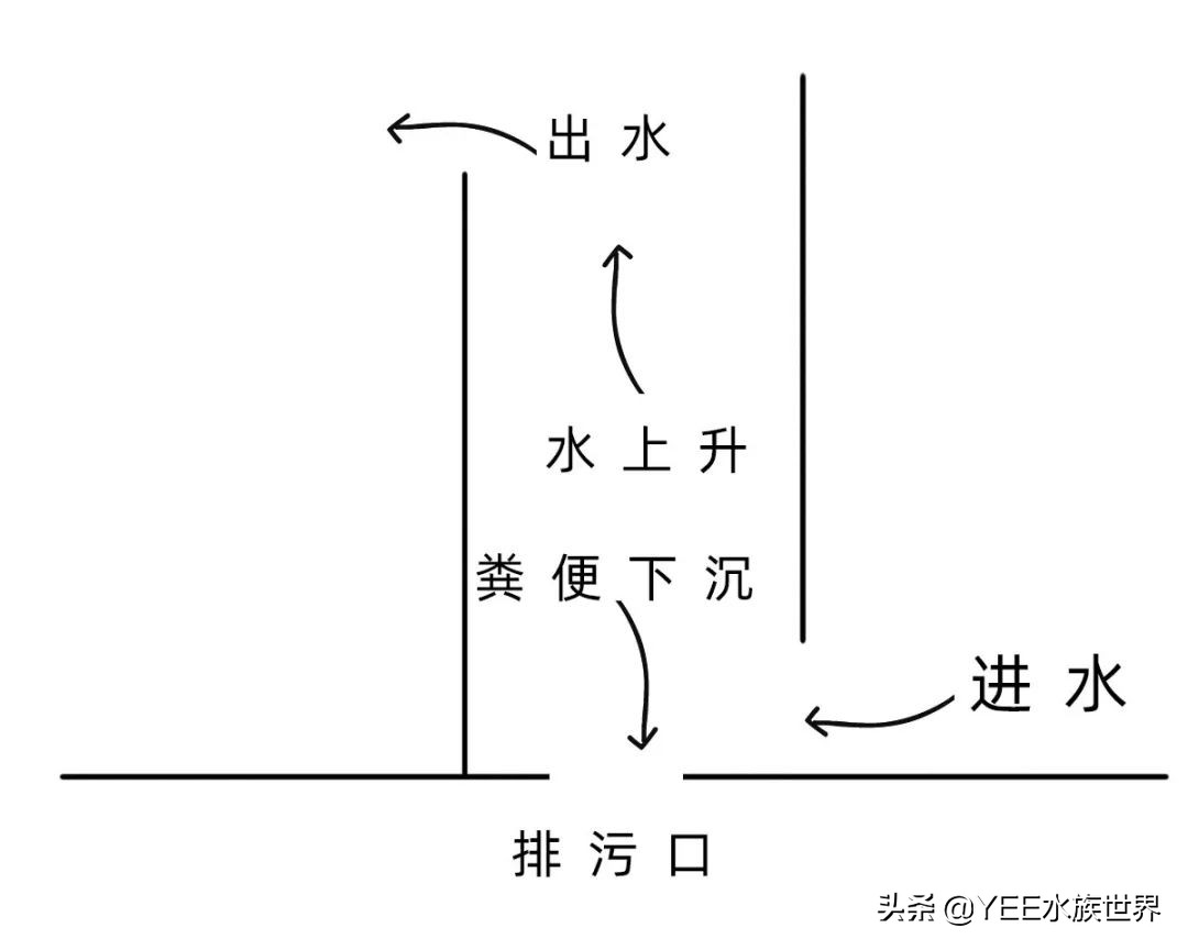 循环水养殖鱼马桶,多功能鱼缸养鱼小窍门