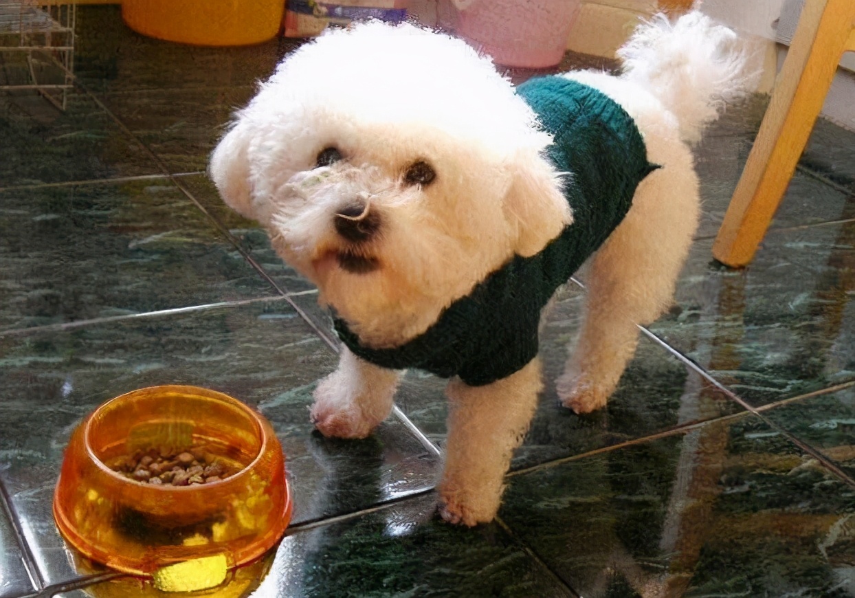 比熊犬泪痕严重是什么原因,比熊犬泪痕比较严重怎么回事