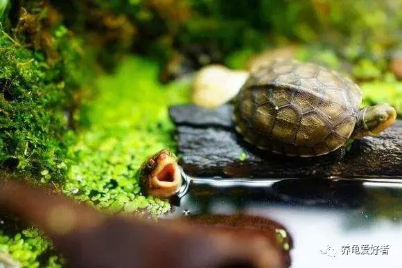 绿水养龟咬尾怎么办,大龟跟小龟怎么防止咬尾