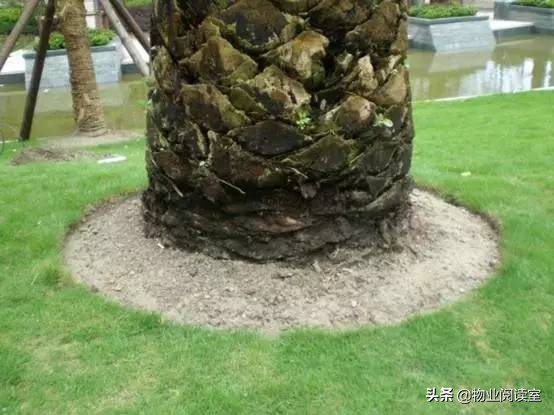 小区绿化日常养护工作内容,小区绿化养护多少钱一个平方