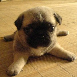 宠物狗各大种类图片大全集,宠物狗的种类和特点图片大全集