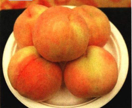 桃树苗7月份成熟品种,桃树苗品种如何选择