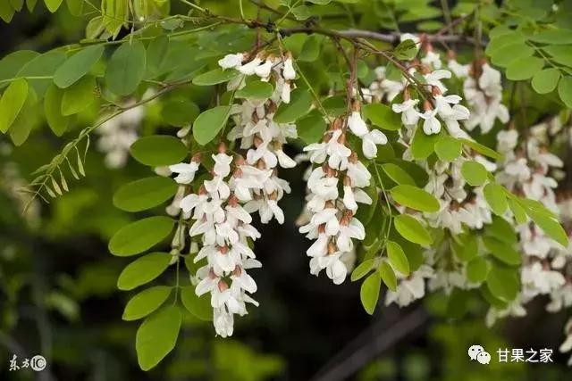 自家果园树移栽合法吗,果园果树混栽