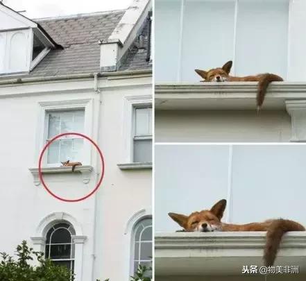 去了非洲才知道，人类才只是这个世界的过路者