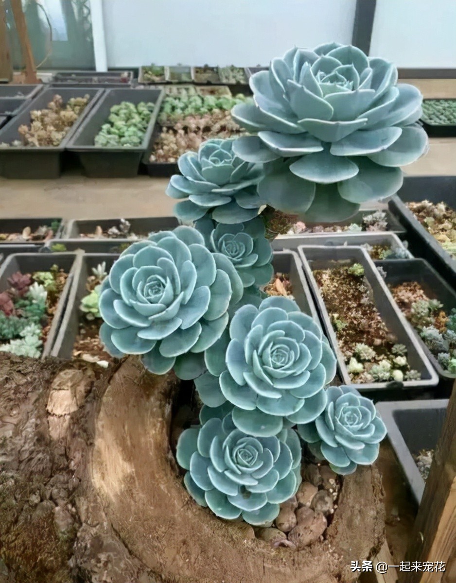 多肉玉蝶可以长多大,多肉玉蝶怕晒吗