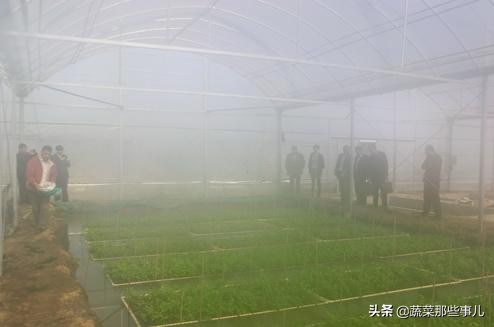 水芹种植浮床怎样做,鱼塘水芹种植技术