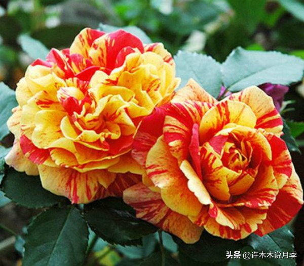 阳台最好养的月季品种推荐,四季开花最好养最好看的月季