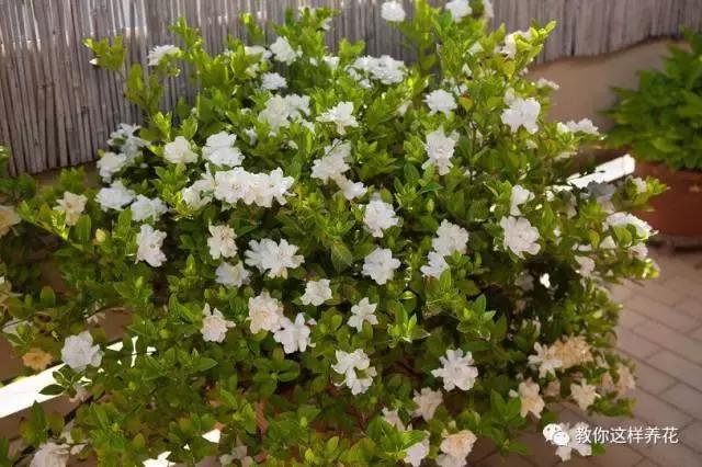 这5种花不仅好看好闻还能食用,北方易养的四季开花的木本花