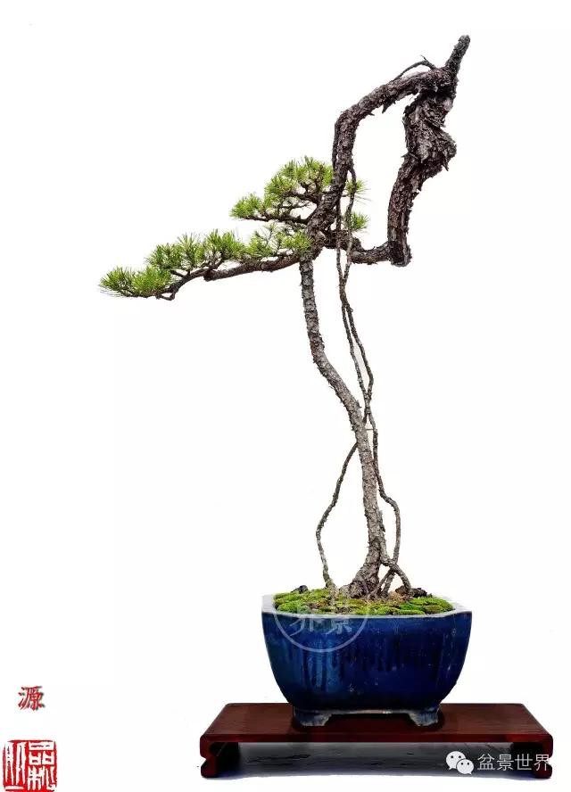 大师级老桩盆景欣赏,精美绝伦的老桩盆景