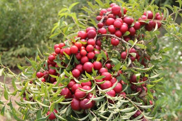 价值被低估的水果“李子祖先”，含钙量堪比牛奶，村民却拿它喂猪