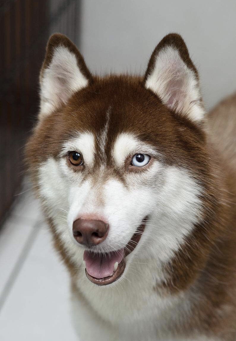 哈士奇俗称西伯利亚狼,哈士奇又叫雪橇狗