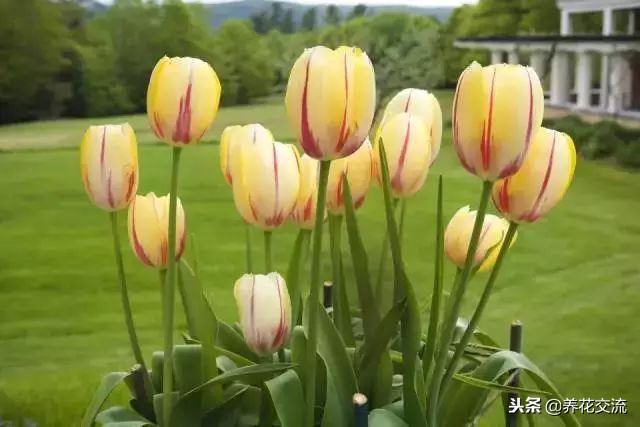 郁金香让它开花用控水吗,郁金香的球茎种子怎么保存到春天