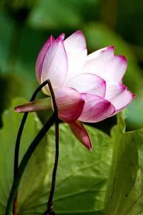 残荷虽败风骨犹存文案,残荷虽败能听雨