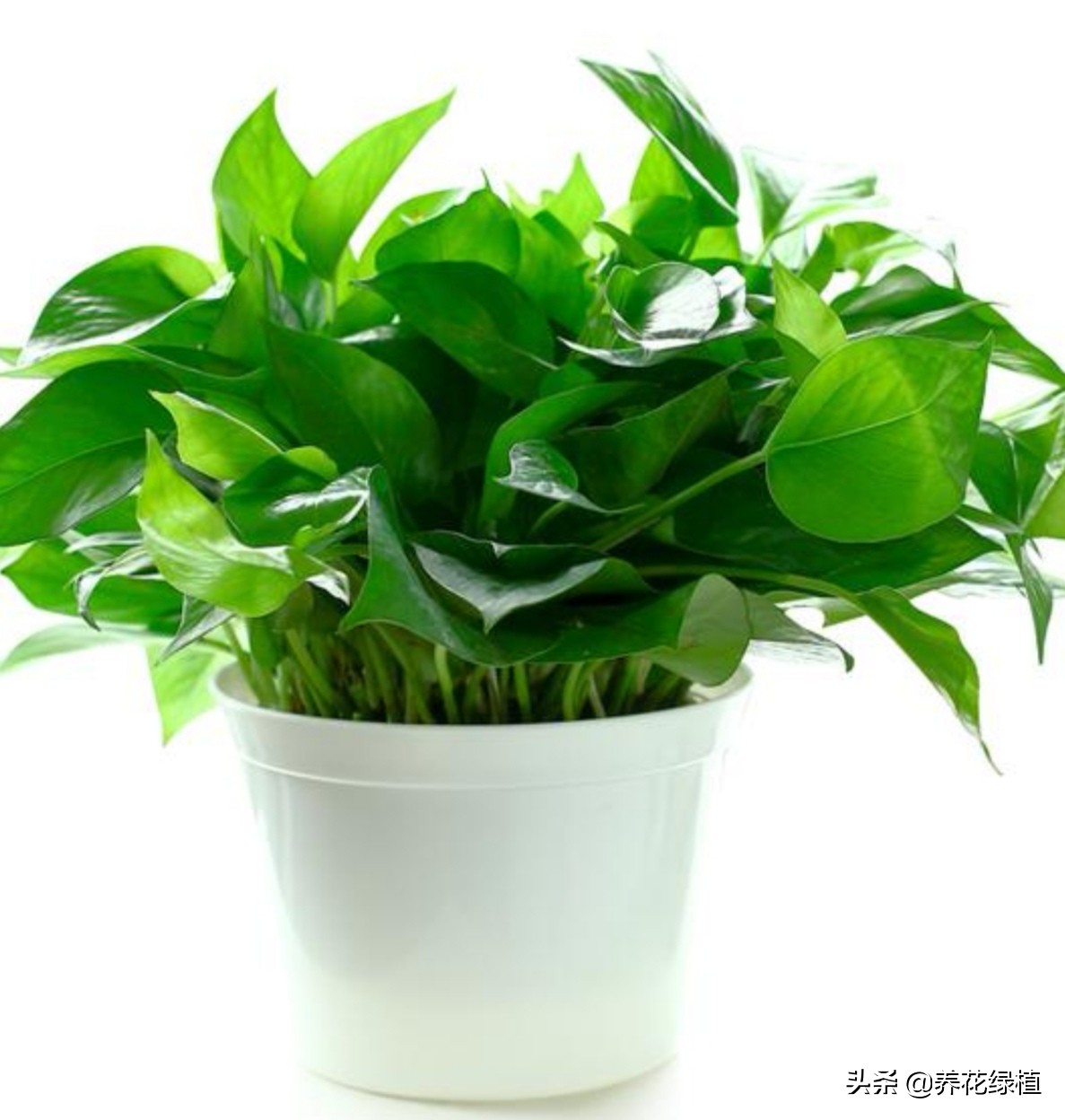 水培绿萝跟土培绿萝是一个品种吗,绿萝的养殖方法水培和土培的区别