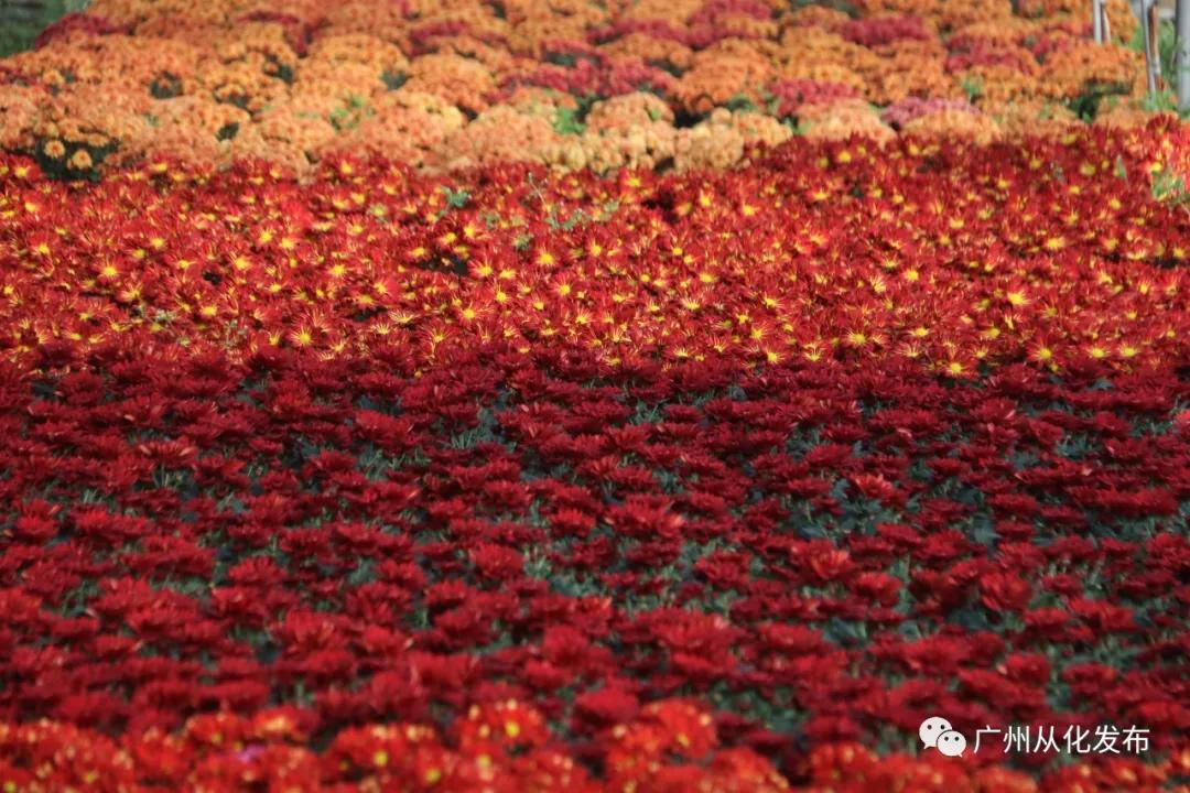 广州花市蝴蝶兰销量,花卉销量