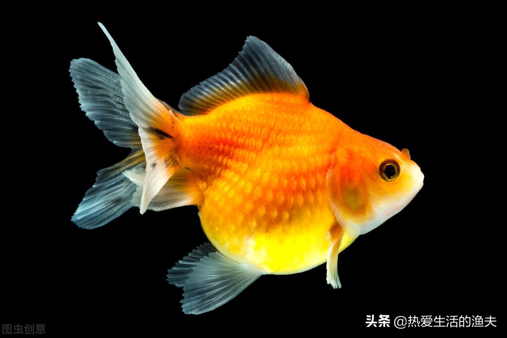 金鱼要怎么养才可以养得活,金鱼饲养的小技巧轻松养好金鱼