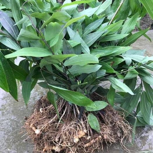 黄精列于草部之首，仙家以为芝草之类，以其得坤土之精粹