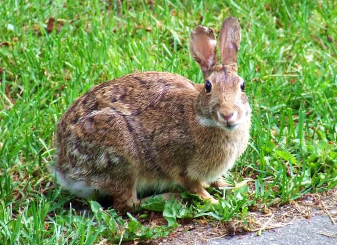 换换口味，去农村打野，跑不掉的野味你可以尝尝