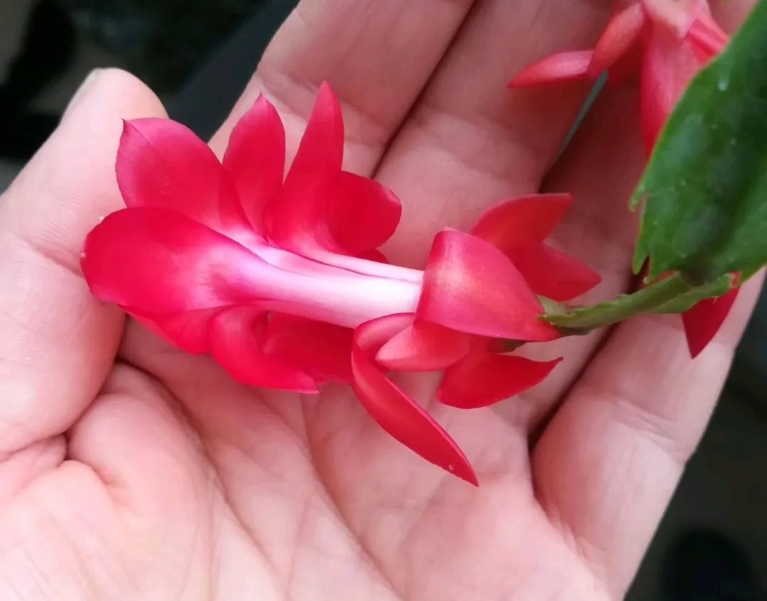 蟹爪兰一盆3个颜色,蟹爪兰100品种图片