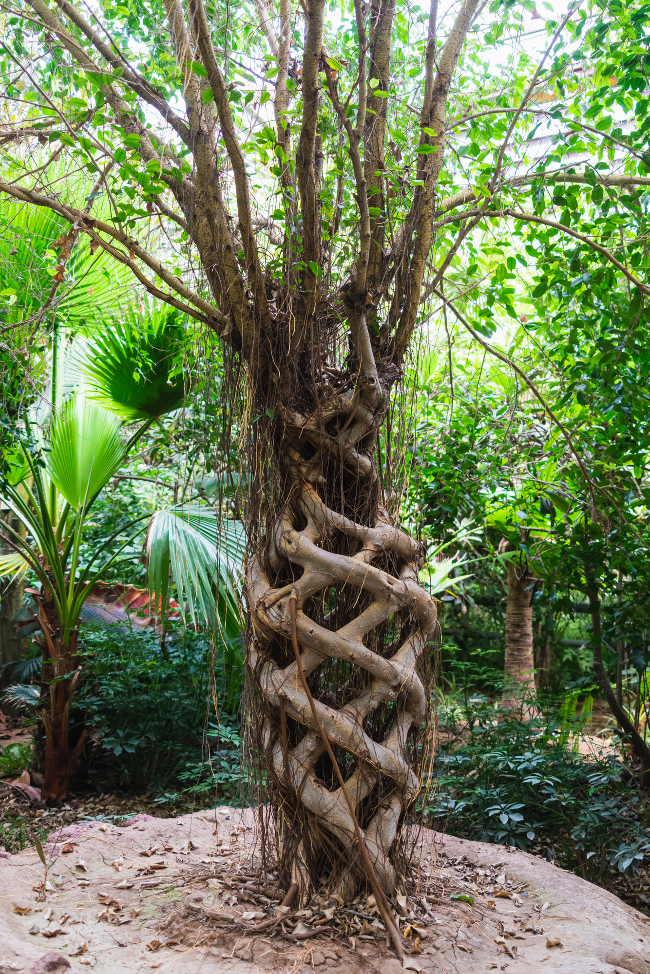 四月去过了心心念念的泼水节,夏日的欢乐泼水节