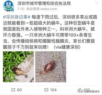 下雨过后路边为什么会出现蜗牛,深圳雨后出现非洲大蜗牛怎么处理