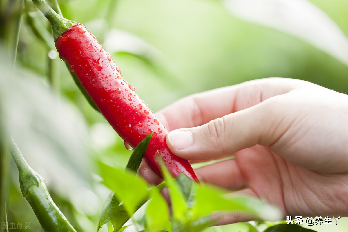 减肥期间吃香喝辣,吃辣真的可以减肥