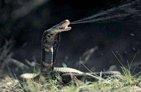 家里看见黑色眼镜王蛇的真正预兆,2米长的眼镜王蛇闯进家里