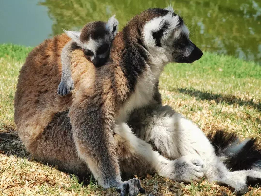 华为p30的镜头模组叫什么,华为p30镜头是蓝宝石的吗