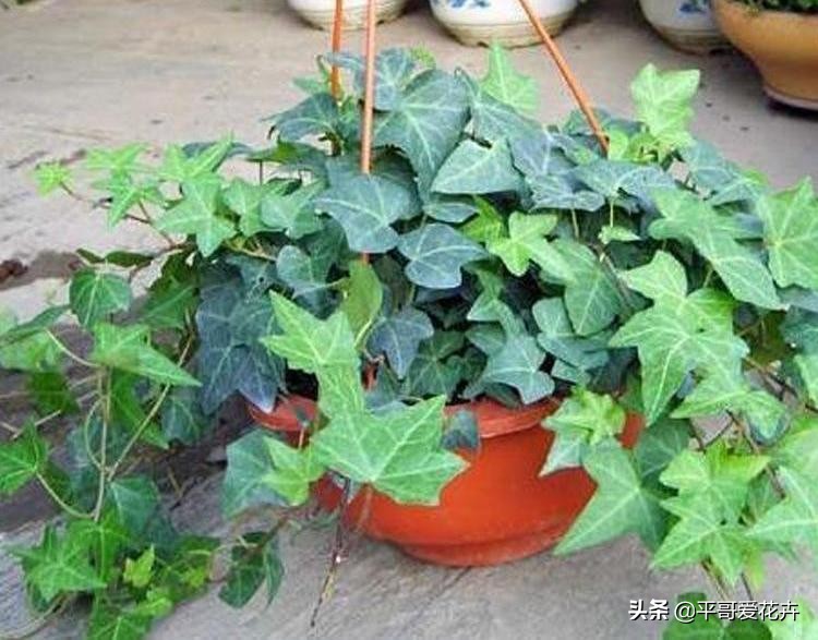 家里适合养的十种花和植物,家里养3种花一年四季开花不断