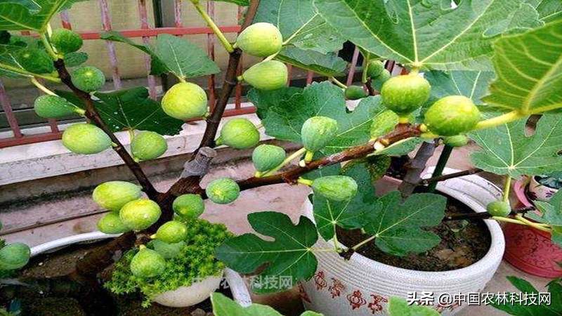 无花果盆栽果子长大了不长叶子,无花果盆栽种植的正确方法