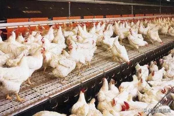 养鸡场的病菌是怎么来的,鸡场常见的细菌性疾病