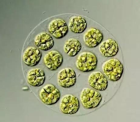 水产养殖藻类老化是怎样的,水产养殖显微镜下各种藻类