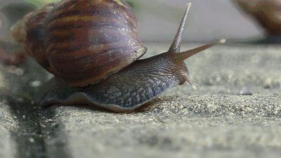 什么蜗牛可以吃而且做得也好吃呢,中国吃货不敢吃的蜗牛