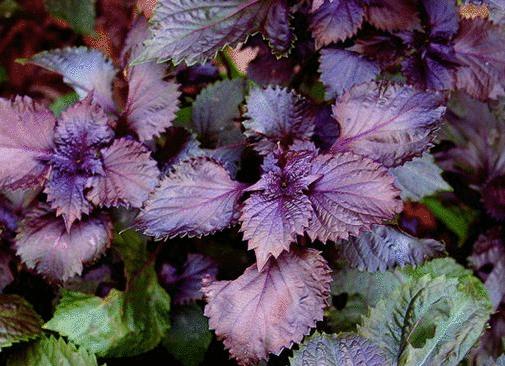 烧菜常用的香料名称和配方,香料图片名称大全常用