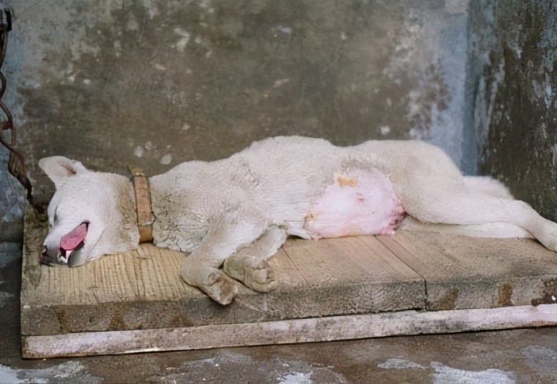 狗狗狂犬病发作前兆会有什么症状,狗狗狂犬病发病症状前兆