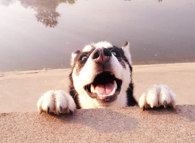 搞笑段子笑抽我了,保险搞笑段子笑趴你