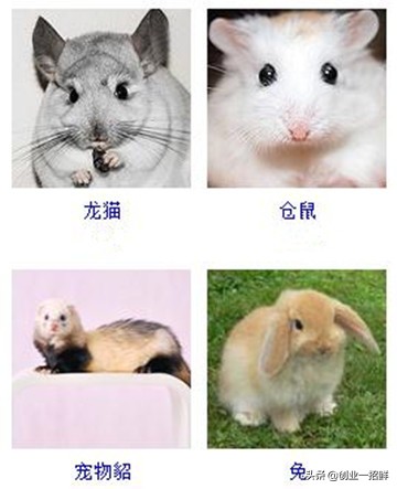 养土狗创业项目,五个2020宠物创业项目是什么